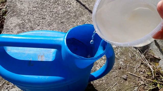 Обработайте КЛУБНИКУ ВЕСНОЙ именно ТАК! Уход, подкорм? смотреть онлайн