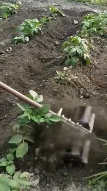 😱 Наконец-то не нужно напрягать спину при прополке ог смотреть онлайн