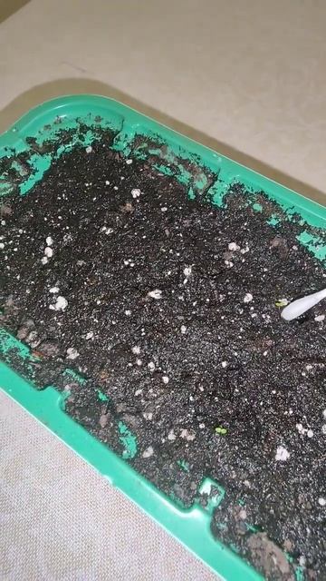 проращивание и пересадка Павловнии смотреть онлайн