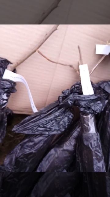 Саженцы Крым . Питомник К П С . смотреть онлайн