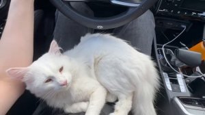 VLOG Подвал готов. Катя переехала. Что умеет Алиса на рол