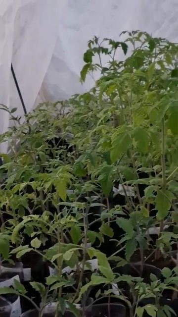 Рассада томатов в неотапливаемой теплице #рассада #те? смотреть онлайн
