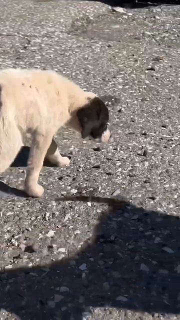 Ещё два щенка на трассе. Будем ездить подкармливать. смотреть онлайн