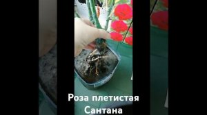 🌹Роза плетистая Сантана 🌹куплена в Леруа