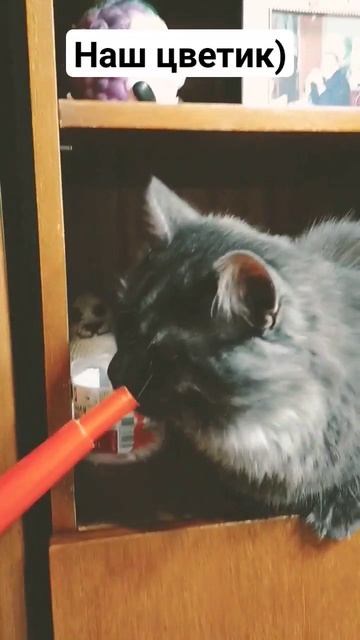 Малыш Сёма и лейка🚿😸 #animals #cats #kitten #животные #котенок