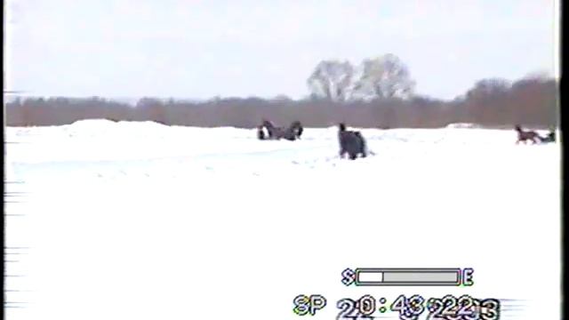 Голубковское 2003 - ст.возр. рыс.пор.