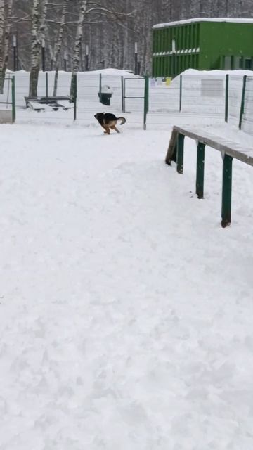 Шило в попе😂 смотреть онлайн