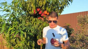 Даймонд Принцесс - королевский персик!