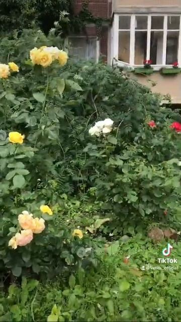 Желтые розы,двор.Клайпеда смотреть онлайн