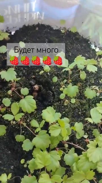 Получилось неожиданно много рассады #рассада #весна #д