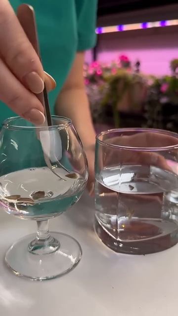 Как ускорить прорастание туговсхожих семян #рассада #? смотреть онлайн