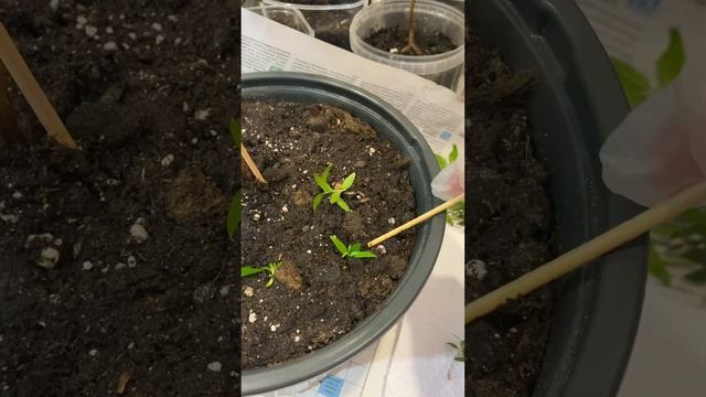 #Мирт Черенки🌿 - в воду, маленькие веточки🌱, - сажаем ? смотреть онлайн
