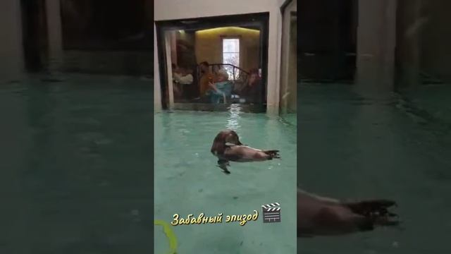 Эти пинги сделали мои день #video #новосибирск #зоопарк #z смотреть онлайн