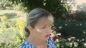 Почему сохнут края листа у метельчатой гортензии? Как?