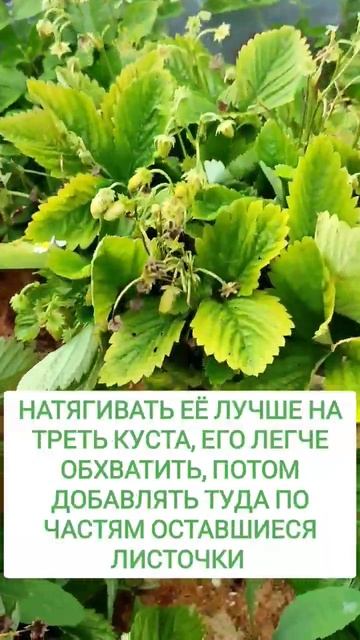 Чем заменить подставку под клубнику/землянику? 🍓 #ого смотреть онлайн