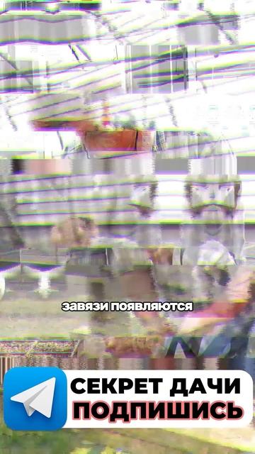 Все секреты огорода по ссылке в шапке профиля. #огород смотреть онлайн