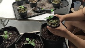 Пересадка перца в большие горшки