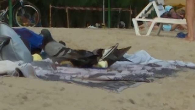Голубиная атака!!! Голуби налетели как саранча и ограбили людей смотреть онлайн
