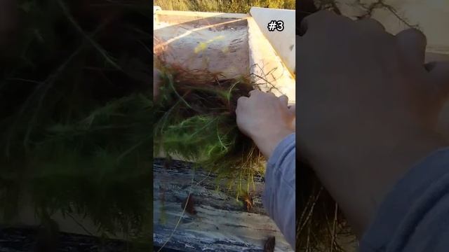 КОНДАК СРУБ НАЧАЛО БАНИ смотреть онлайн