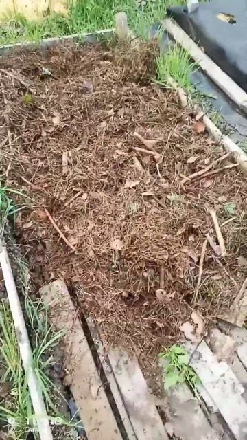 #поднятая#грядка, привезли всё из леса. смотреть онлайн