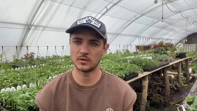 Схема подкормок рассады томатов помидоров в мае 2025. От пикировки до высадки.