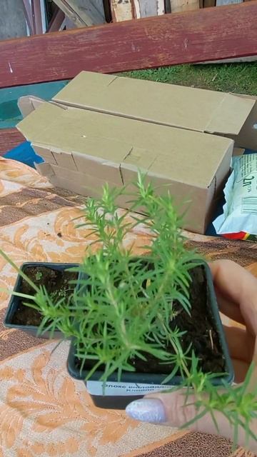 Дача🏡/Покупки в интернет магазине Озон/Цветы для дач? смотреть онлайн