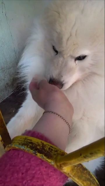 Байкал после сна, не очень активный