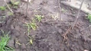 Саженцы инжира зимуют в школке.