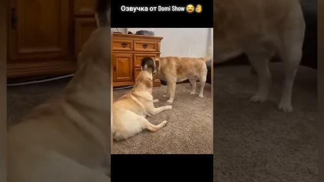 ТОП ПРИКОЛЫ 2023/2024 😂😂🤣🤣🤣🤣🤣 #shorts смотреть онлайн