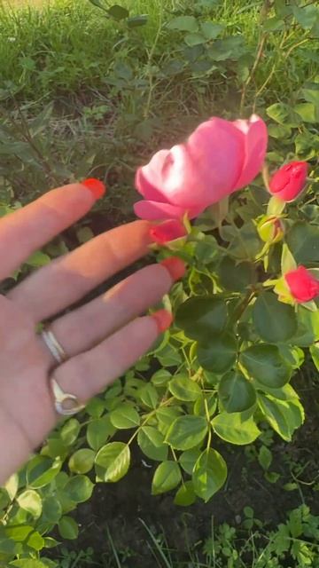 РОЗА АНГЕЛА #розы #сад #angelsgarden смотреть онлайн