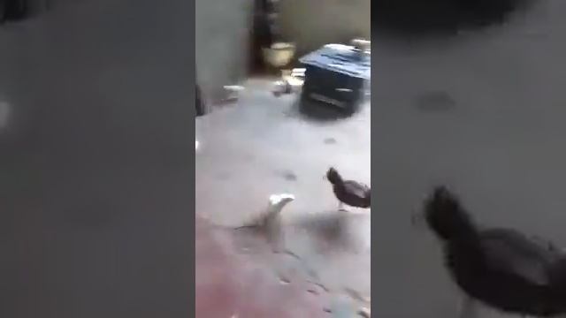 Альфа самец смотреть онлайн