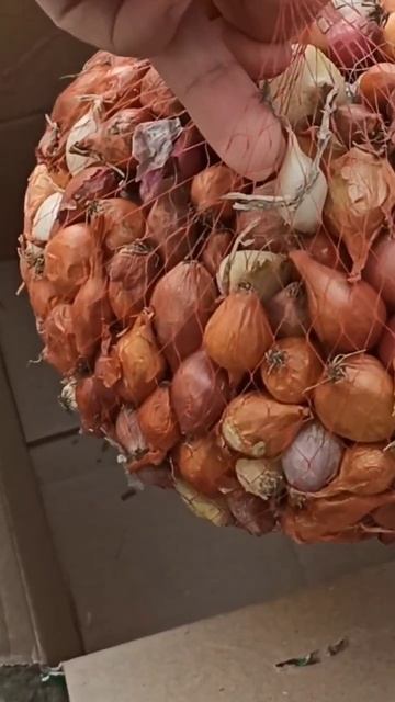#розсада #цибуля #агромаркет #agromarket #село #огород #дача ? смотреть онлайн