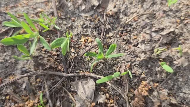 🚫 КАК Я ИЗБАВИЛАСЬ ОТ МУРАВЬЕВ И ТЛИ ЗА 1 ДЕНЬ БЕЗ ХИМИИ! смотреть онлайн