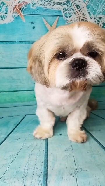 груминг ши-тцу 🐕🐕🥰🥰#шитцулучшиесобаки #шитцу #гру? смотреть онлайн