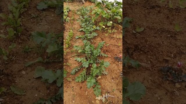 #дайкон#фиолетовый#антациановыеовощи#редька#редис#са? смотреть онлайн