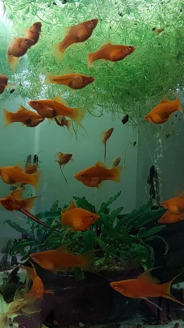 "Красные вилки" смотреть онлайн