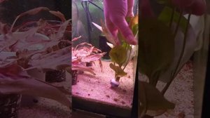 Как посадить аквариумное растение в стаканчик.