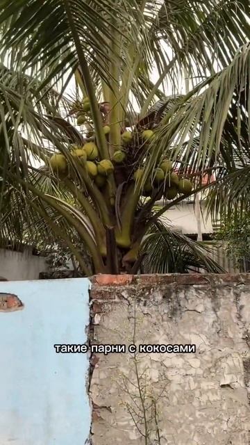 #вьетнам ская деревня во время нового года по лунному ? смотреть онлайн