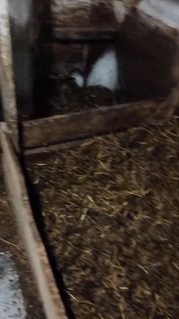 #поросята #свиньи #сарай смотреть онлайн