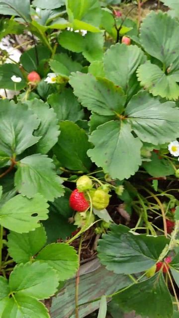 Сельва отличный сорт клубники  для приусадебных участ