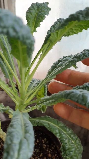 Витаминный весенний салат смотреть онлайн