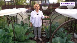 Секреты урожая брокколи от Марины Рыкалиной