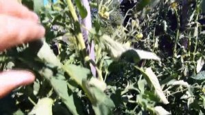 Томат Немецкая Красная Клубника для теплиц и в открыт?