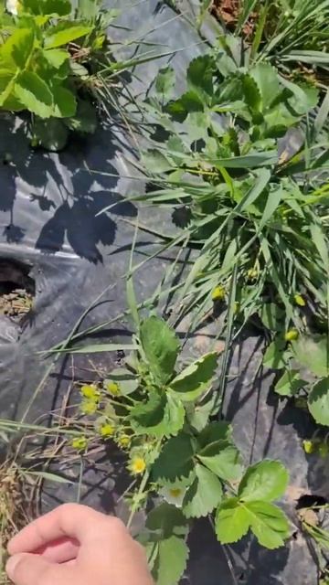 Клубника "Азия" 22.04.2024. Бугры без теплиц. смотреть онлайн