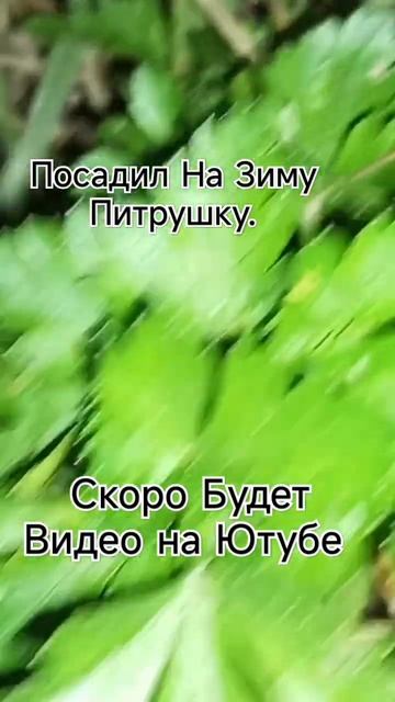 #петрушка #посадка #зелень смотреть онлайн