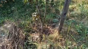 Корни груши. Огромное влияние подвоя.