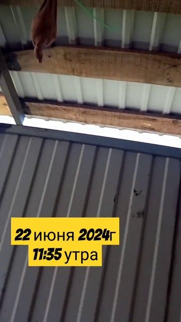 #белгород31 #белгород #бахи #rain #cat #nature смотреть онлайн