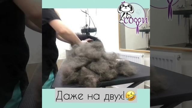 Вычесывание шпица Хасана в "СОФИ" смотреть онлайн