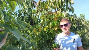 Мидер - морозостойкая хурма с наилучшими характеристи