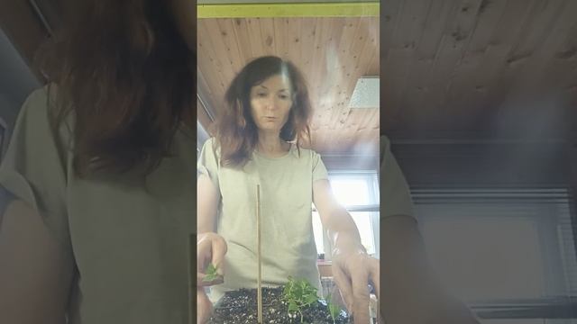 Нормирование и черенкование гортензий питомник Ильин смотреть онлайн